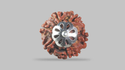 6 MUKHI RUDRAKSHA (20.75 mm)