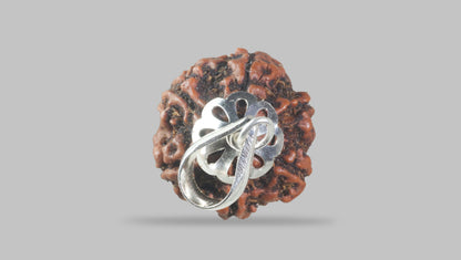 6 MUKHI RUDRAKSHA (20.65 mm)
