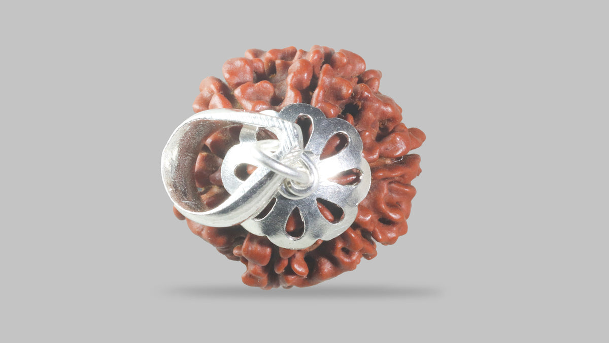 6 MUKHI RUDRAKSHA (19.89 mm)