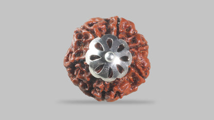 6 MUKHI RUDRAKSHA (20.30 mm)