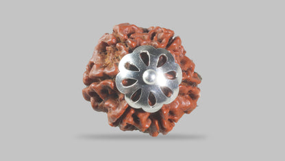 6 MUKHI RUDRAKSHA (19.90 mm)
