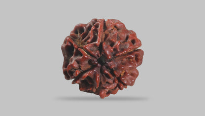 6 MUKHI RUDRAKSHA (19.35 mm)