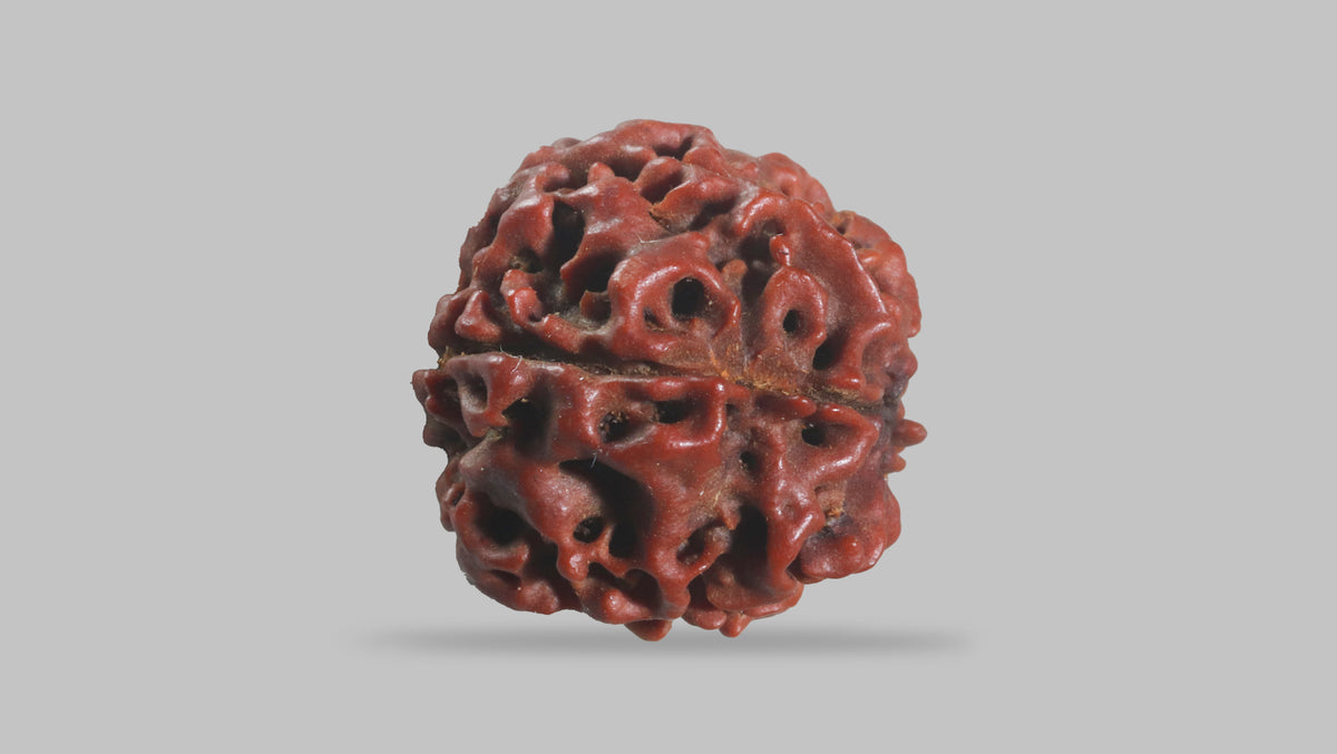6 MUKHI RUDRAKSHA (19.35 mm)