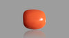 Italian Red Coral 14.29 Carats / 15.7 Ratti