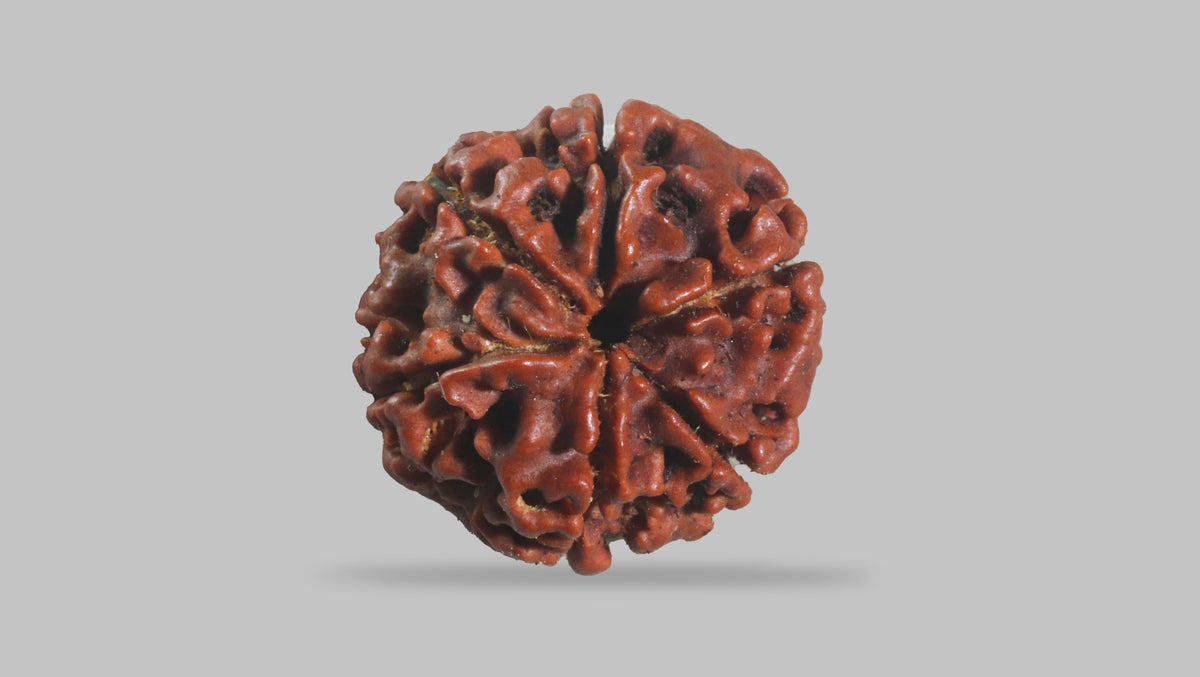 6 MUKHI RUDRAKSHA (18.55 mm)