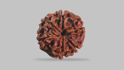 6 MUKHI RUDRAKSHA (18.55 mm)