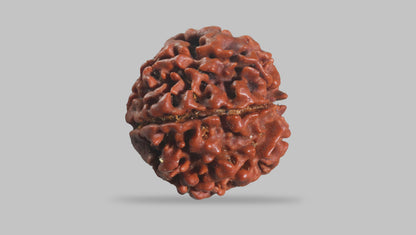 6 MUKHI RUDRAKSHA (18.55 mm)