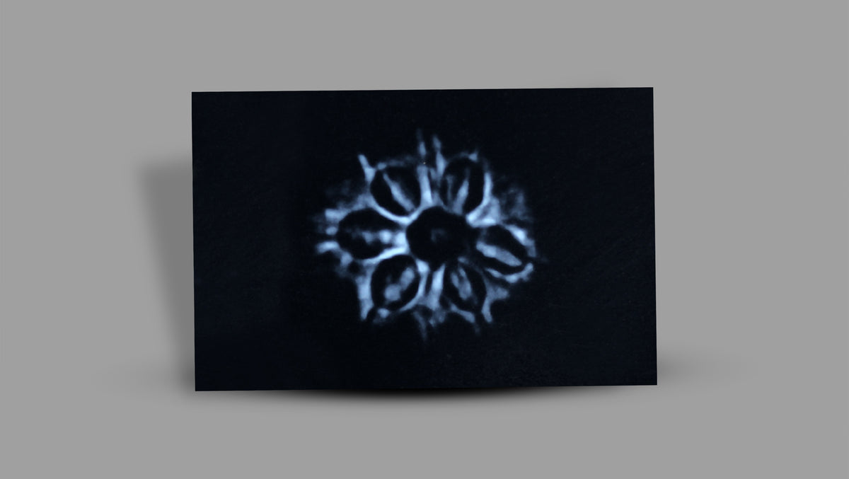 9 MUKHI RUDRAKSHA (23.00 mm)