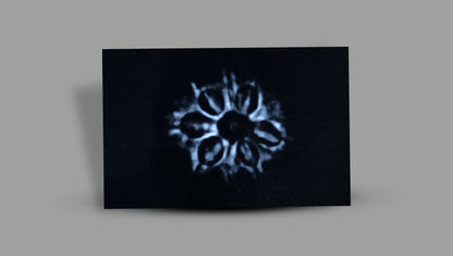 9 MUKHI RUDRAKSHA (23.00 mm)