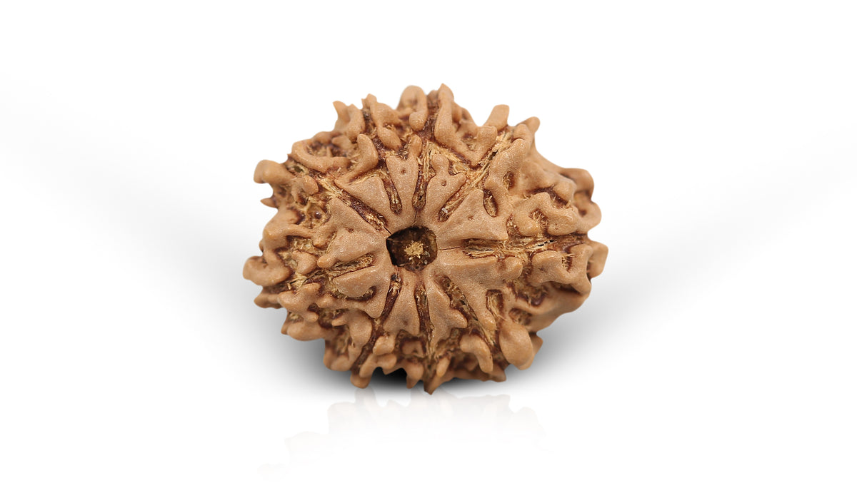9 MUKHI RUDRAKSHA (23.00 mm)
