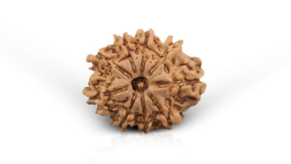 9 MUKHI RUDRAKSHA (23.00 mm)