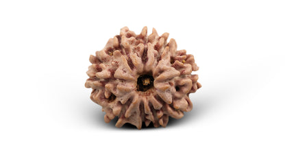 9 MUKHI RUDRAKSHA (22.80 mm)