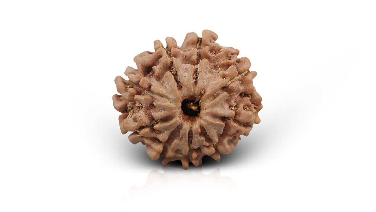 9 MUKHI RUDRAKSHA (22.77 mm)