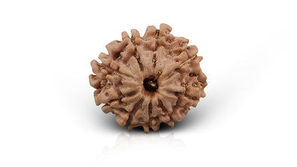 9 MUKHI RUDRAKSHA (22.77 mm)