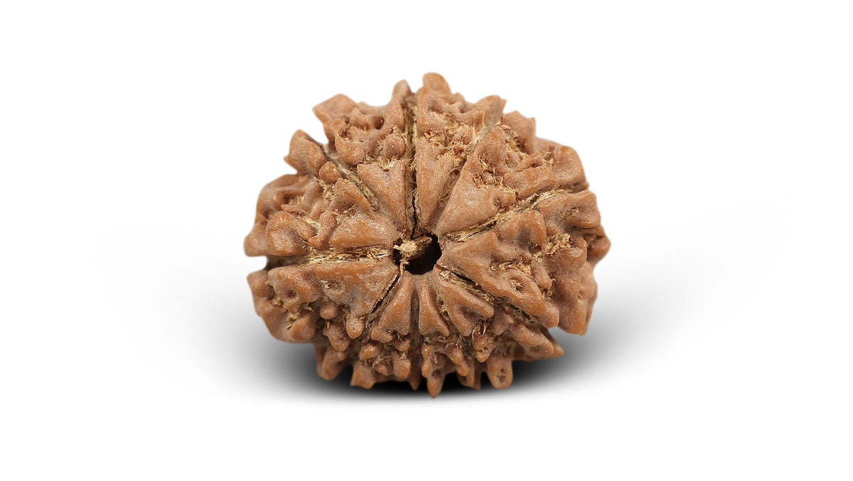 9 MUKHI RUDRAKSHA (22.71 mm)