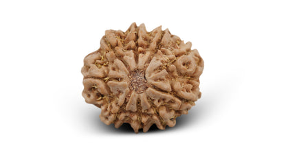 9 MUKHI RUDRAKSHA (22.06 mm)