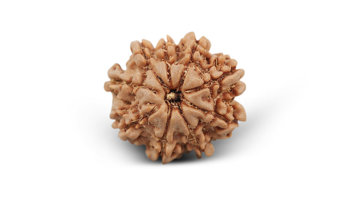 9 MUKHI RUDRAKSHA (22.27 mm)