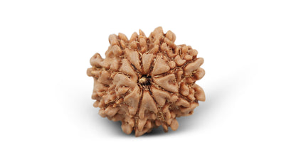 9 MUKHI RUDRAKSHA (22.27 mm)