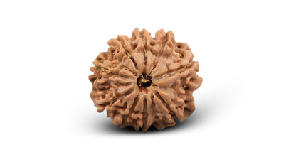 9 MUKHI RUDRAKSHA (22.25 mm)