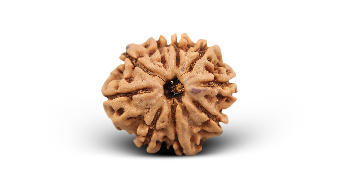 9 MUKHI RUDRAKSHA (23.70 mm)