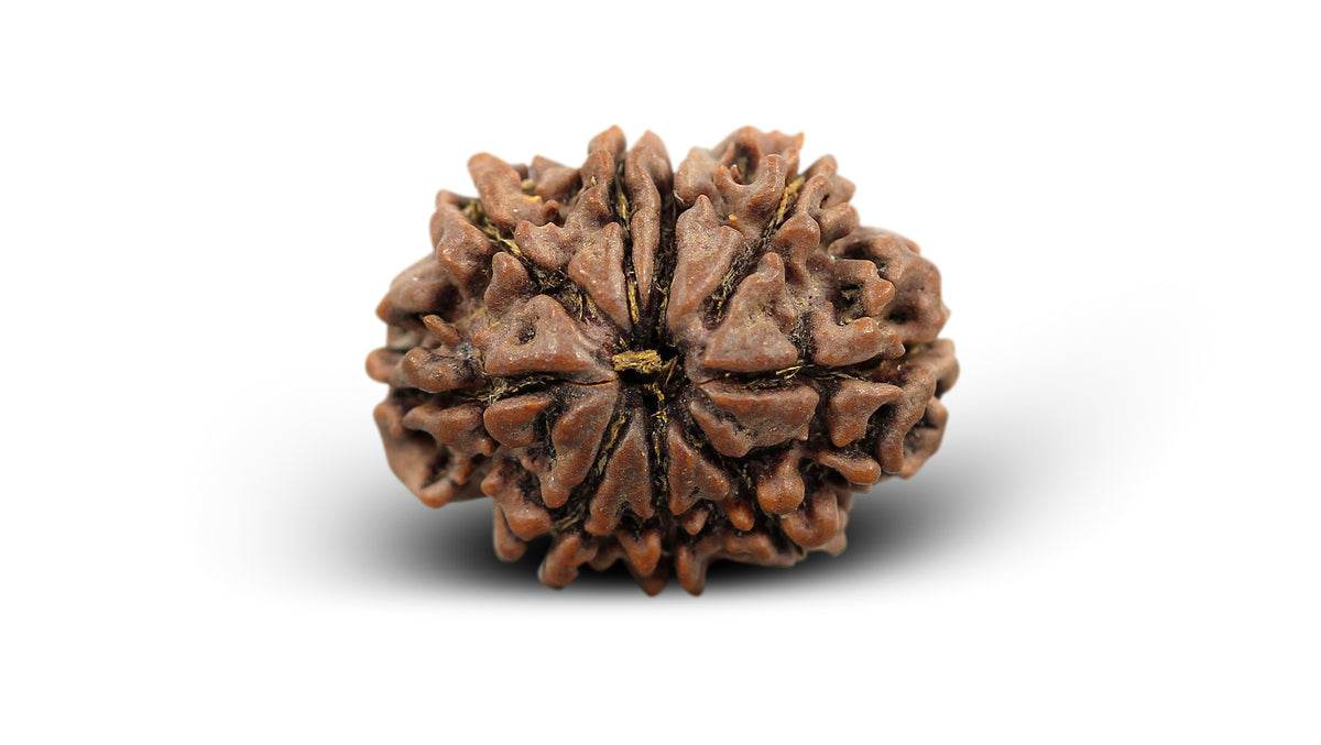 9 MUKHI RUDRAKSHA (22.55 mm)