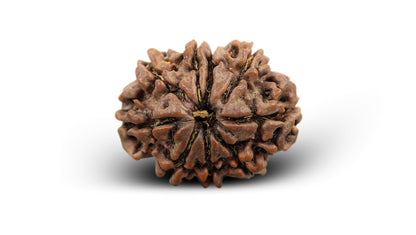 9 MUKHI RUDRAKSHA (22.55 mm)