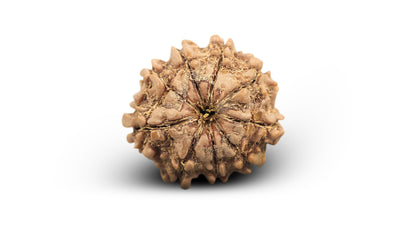 9 MUKHI RUDRAKSHA (22.15 mm)