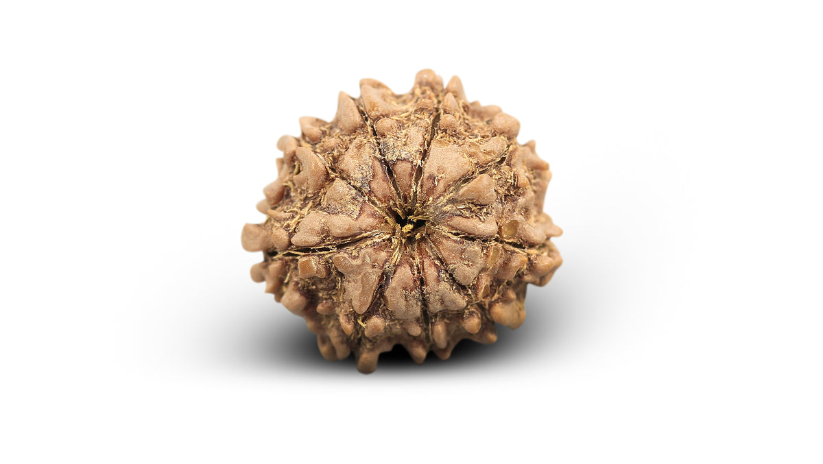 9 MUKHI RUDRAKSHA (22.15 mm)
