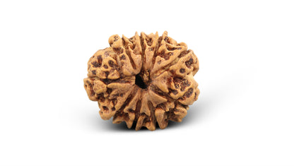 9 MUKHI RUDRAKSHA (22.46 mm)