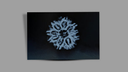 9 MUKHI RUDRAKSHA (26.34 mm)