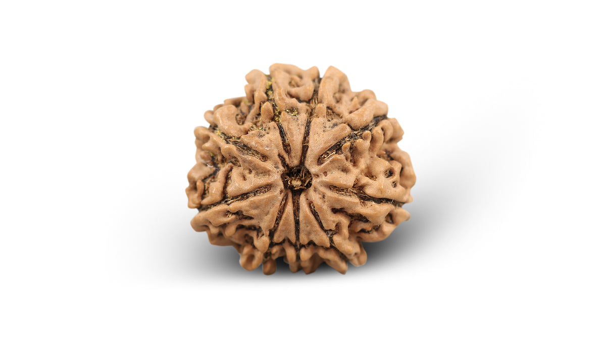 9 MUKHI RUDRAKSHA (26.34 mm)