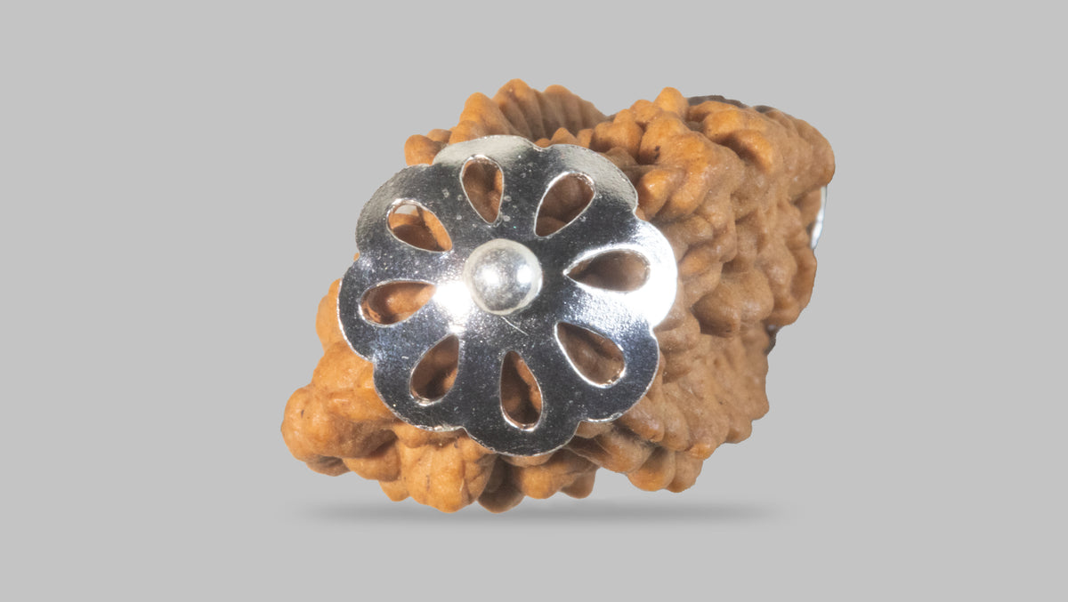 2 MUKHI RUDRAKSHA (27.35 mm) / 14.69 Ratti
