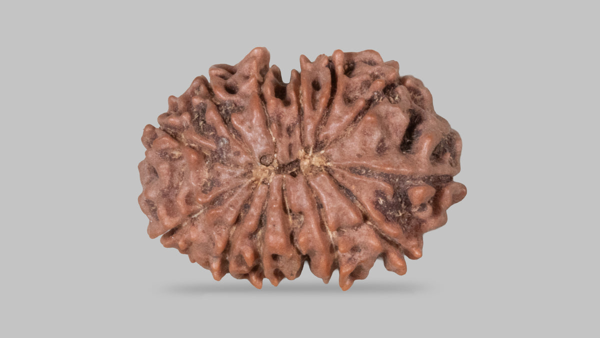 13 MUKHI RUDRAKSHA (23.65 mm)