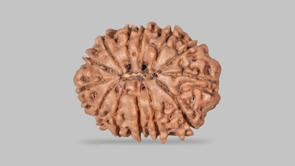 13 MUKHI RUDRAKSHA (27.42 mm)