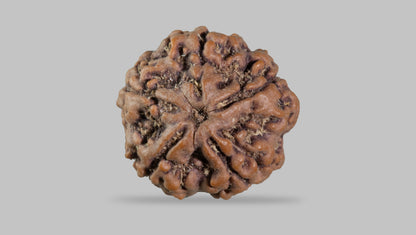 5 MUKHI RUDRAKSHA (22.25 mm)