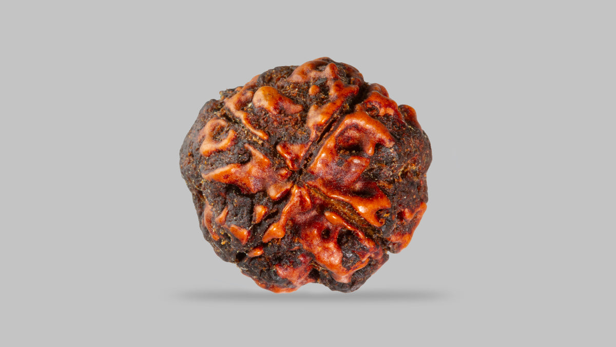 4 MUKHI RUDRAKSHA (17.11 mm) / 13.75 Ratti