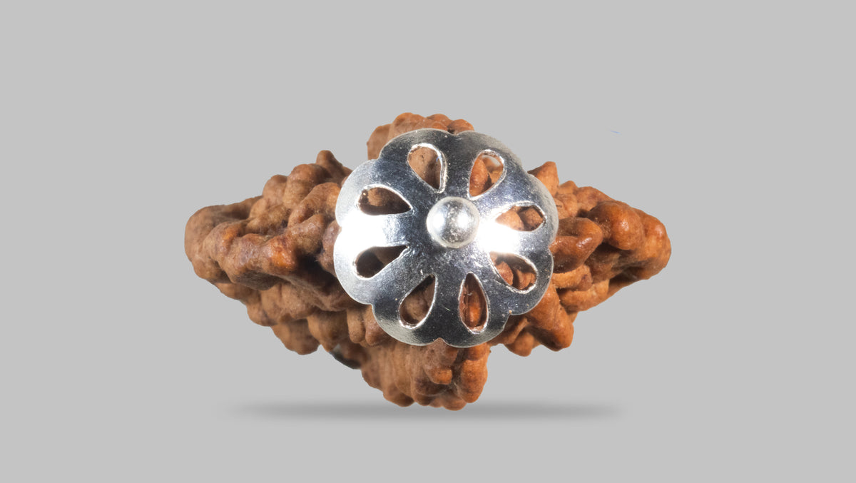 2 MUKHI RUDRAKSHA (28.11 mm)