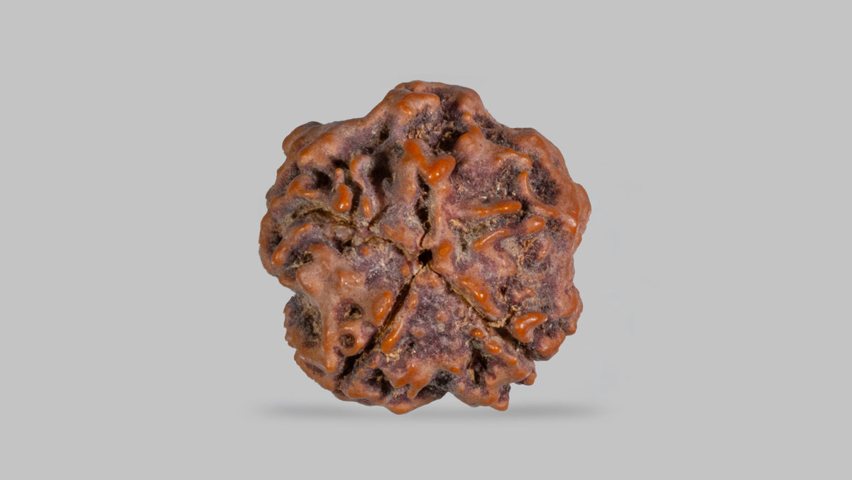 1 MUKHI RUDRAKSHA (20.45 mm)