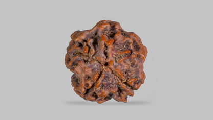 1 MUKHI RUDRAKSHA (20.45 mm)
