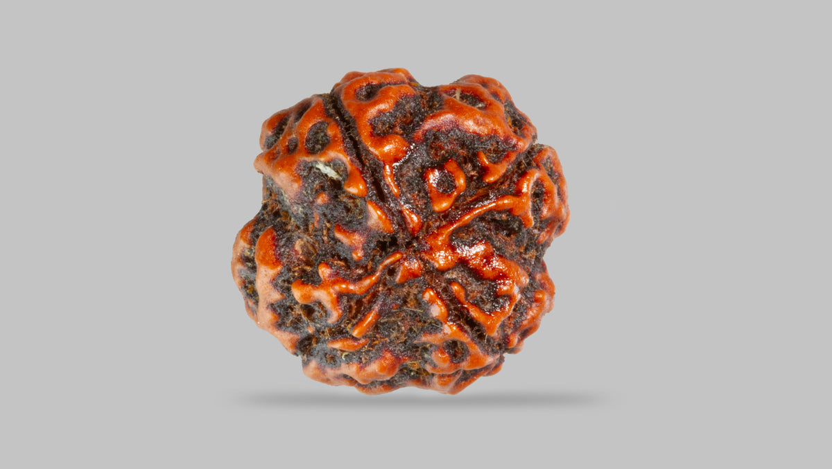 4 MUKHI RUDRAKSHA (17.30 mm) / 12.94 Ratti