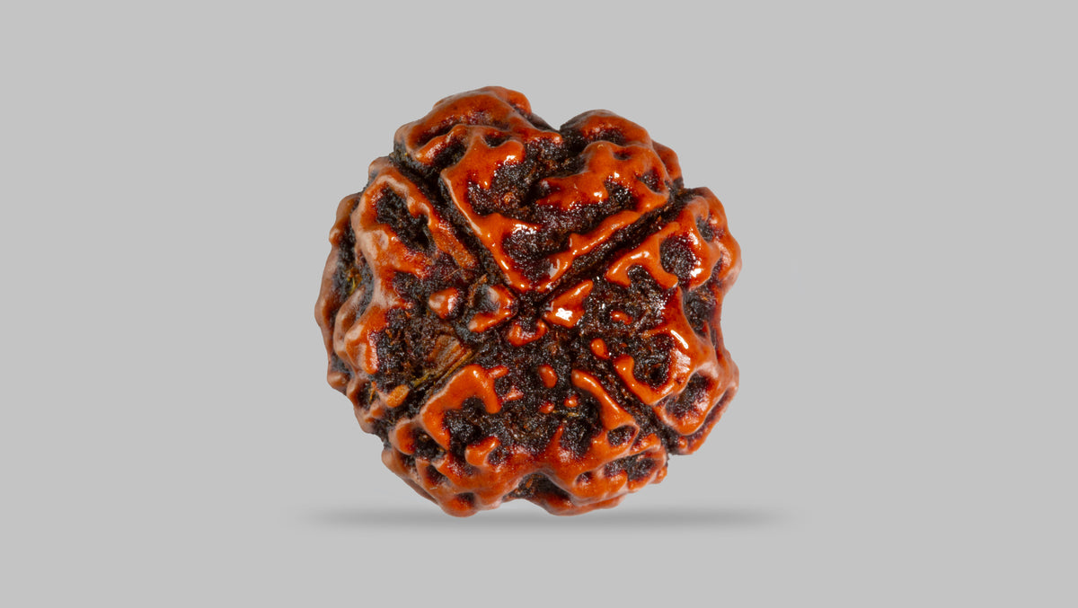 4 MUKHI RUDRAKSHA (17.94 mm) / 14.11 Ratti