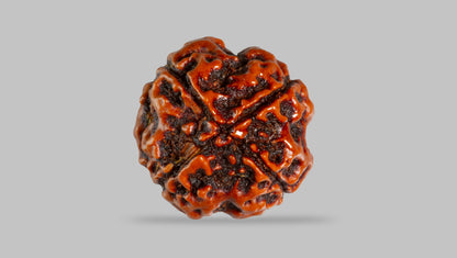 4 MUKHI RUDRAKSHA (17.94 mm) / 14.11 Ratti