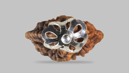 2 MUKHI RUDRAKSHA (25.01 mm) / 10.4 Ratti