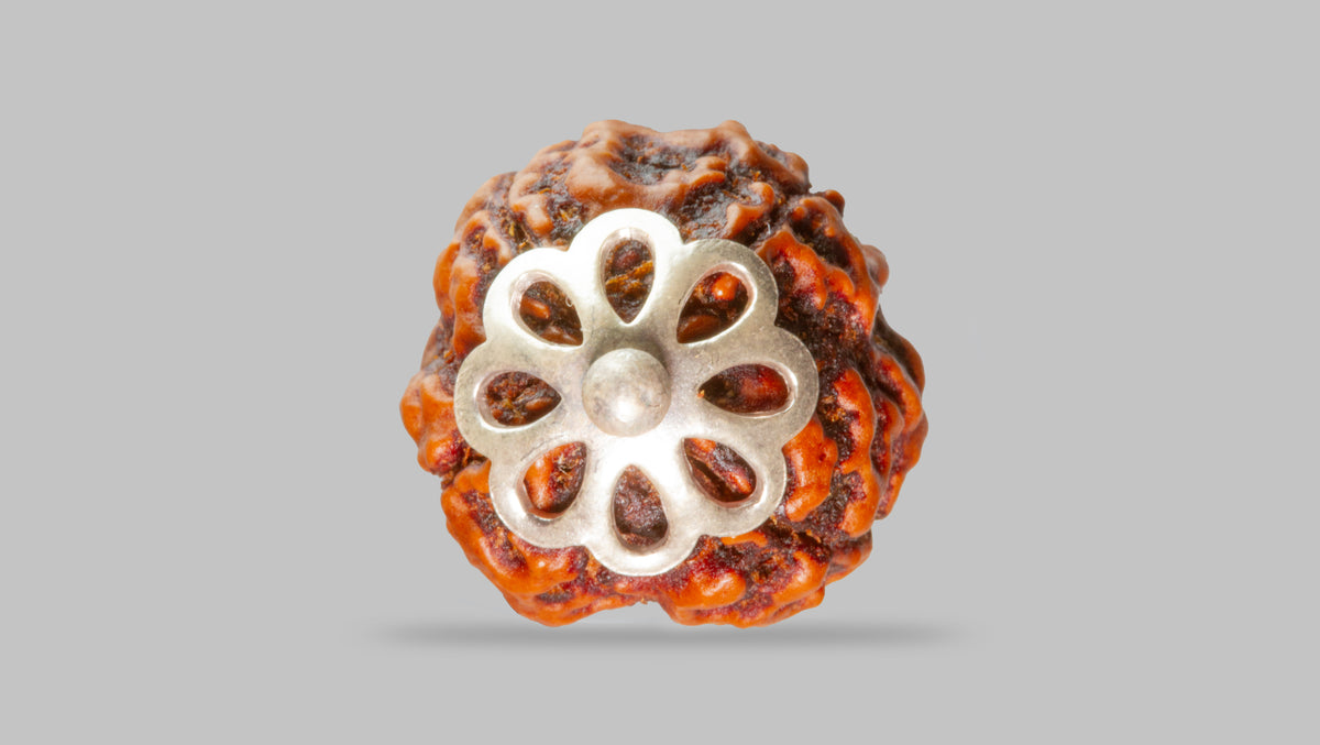 4 MUKHI RUDRAKSHA (19.75 mm)