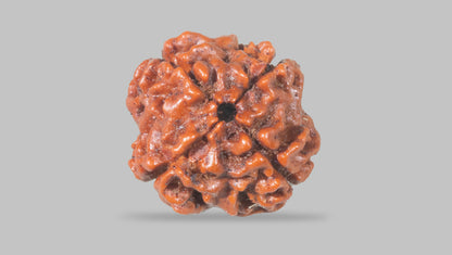 4 MUKHI RUDRAKSHA (18.02 mm) / 13.97 Ratti