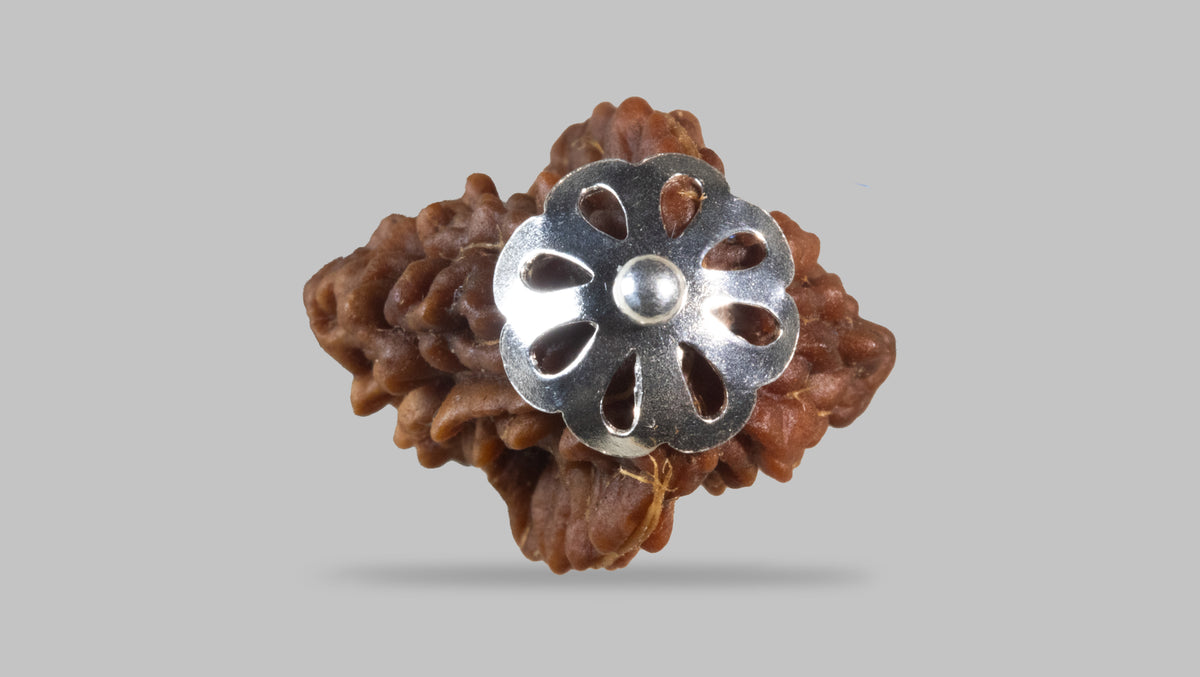 2 MUKHI RUDRAKSHA (27.90 mm)