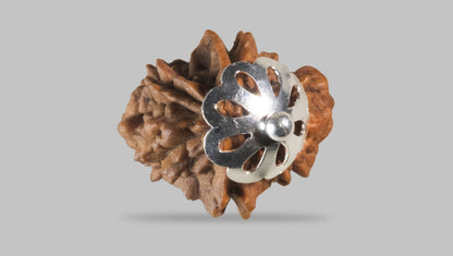 2 MUKHI RUDRAKSHA (25.51 mm) / 12.46 Ratti