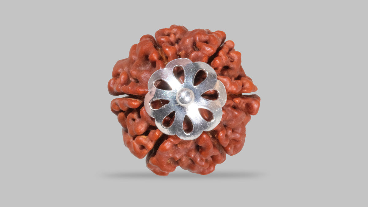 6 MUKHI RUDRAKSHA (20.70 mm)