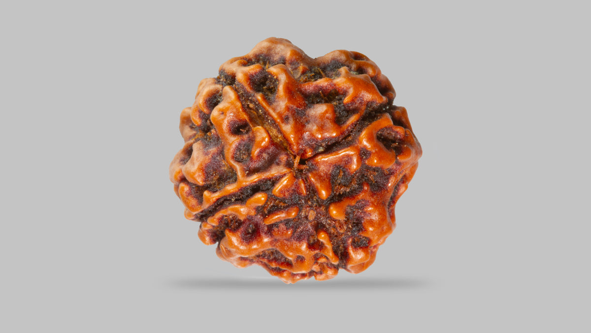 4 MUKHI RUDRAKSHA (17.45 mm) / 12.96 Ratti