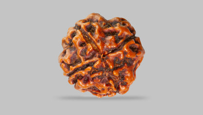 4 MUKHI RUDRAKSHA (17.45 mm) / 12.96 Ratti